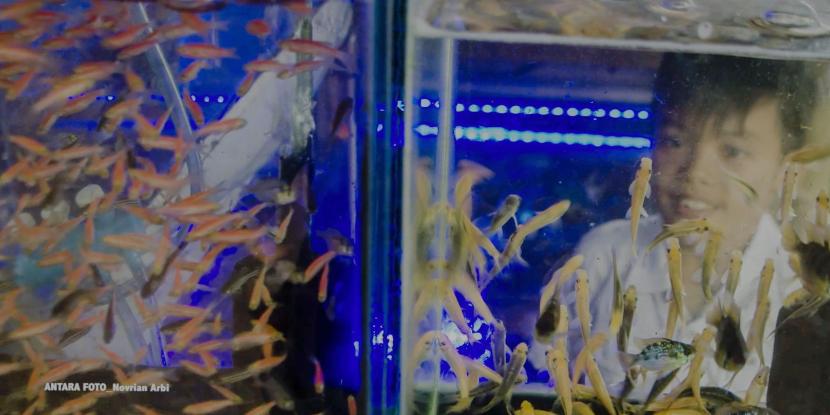 Ikan hias di dalam akuarium (ilustrasi)