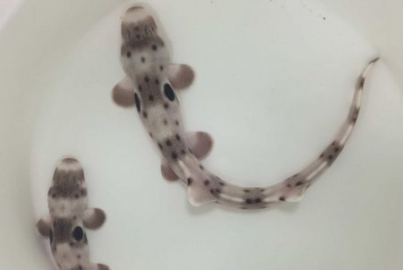 Ikan hiu epaulette salah satu spesies ikan hiu karpet berukuran kecil inii ditemukan di seluruh Australia bagian Utara dan Nugini tampaknya akan mampu bertahan hidup melalui dampak perubahan iklim. 