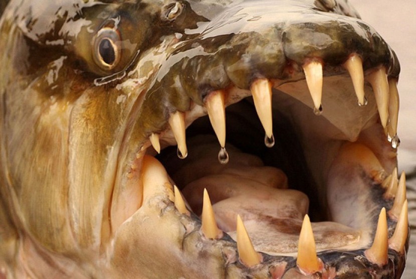 Ikan jenis goliath tiger fish ini ditemukan di Sungai Kongo