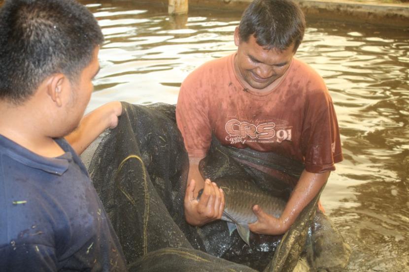 Ikan jurung mempunyai prospek besar untuk menjadi salah satu sumber pendapatan warga Batang Toru.