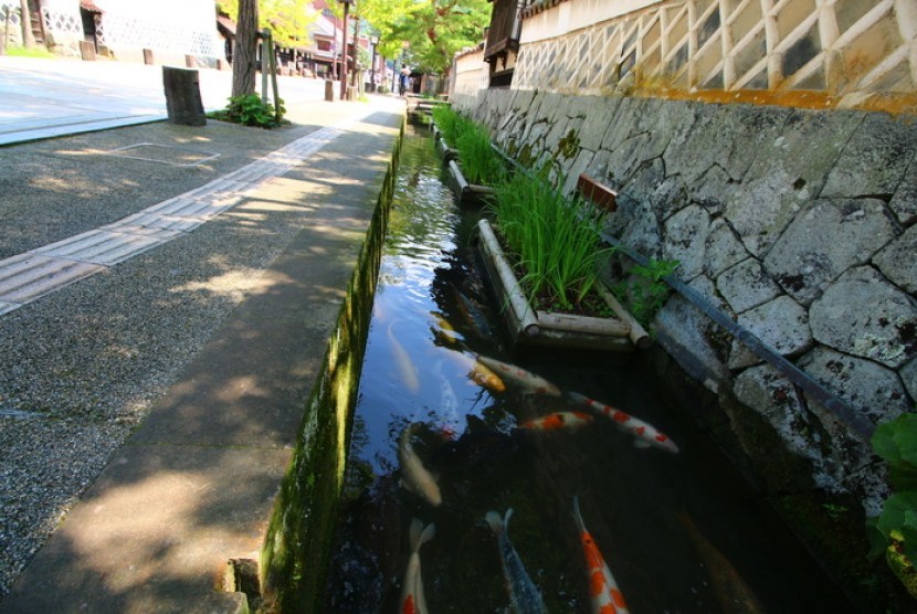 Ikan koi di kanal kecil yang terdapat di kota Tsuwano, Jepang.