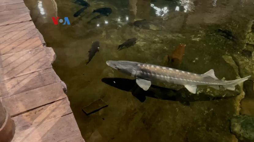  Ikan Langka Sturgeon