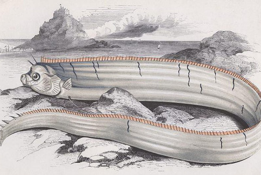 Ikan laut dalam atau oarfish sering dikaitkan dengan bencana alam gempa.