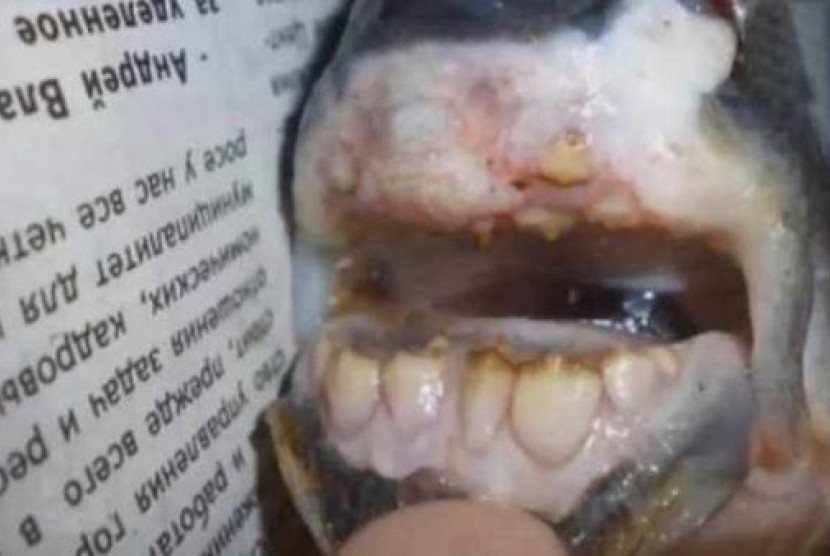 Ikan misterius bergigi seperti manusia