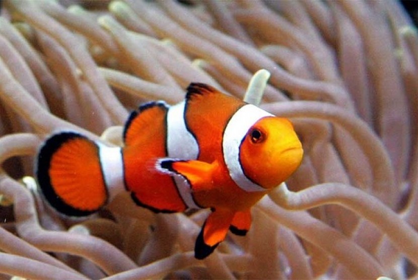  Ikan Nemo  Sumsel Laris Manis di Pasar Luar Negeri 
