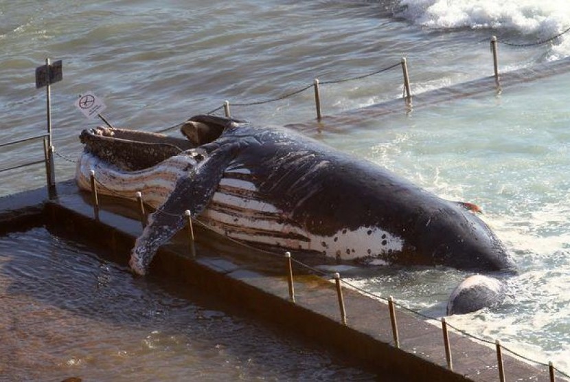 Ikan paus bungkuk mati di kolam renang pantai.