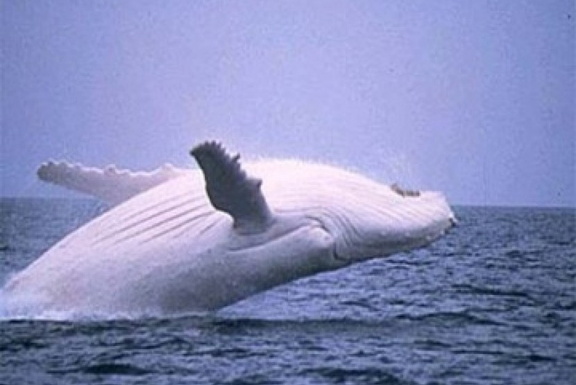 Ciri ciri ikan paus