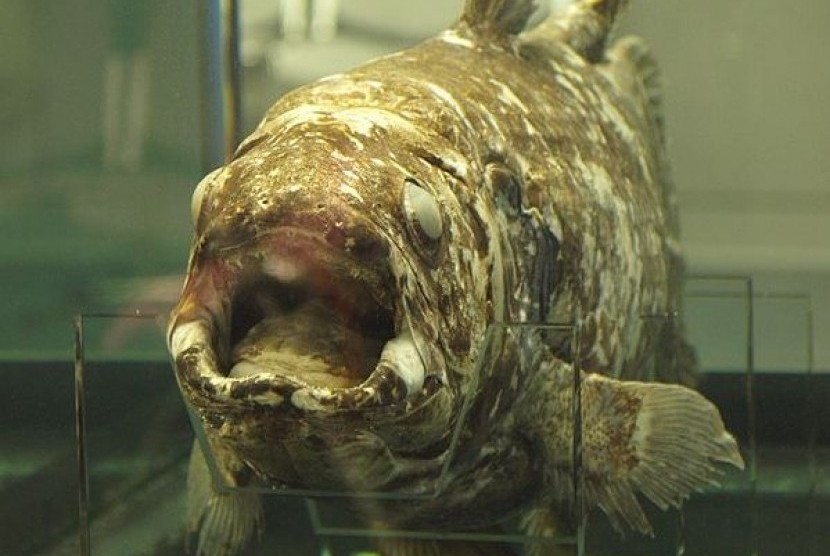 Ikan raja (Latimeria menadoensis).