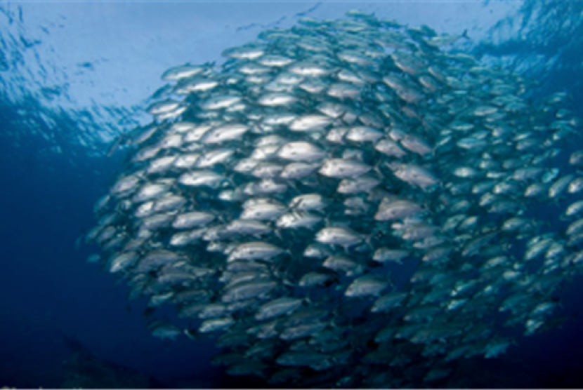 Ikan salem (ilustrasi)