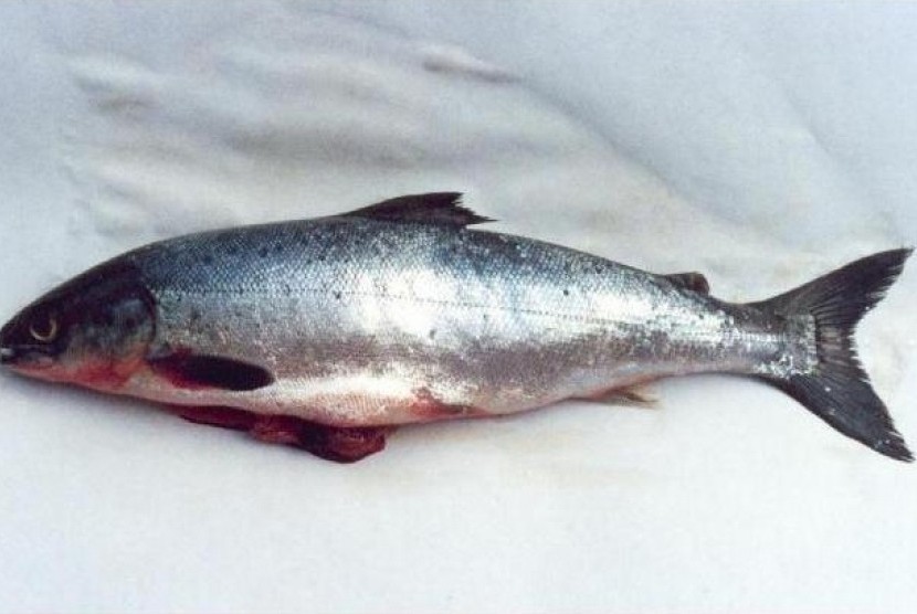 Ikan salmon (ilustrasi).