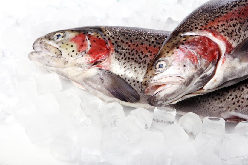 Perubahan iklim mendorong populasi ikan salmon ke arah Utara Bumi.