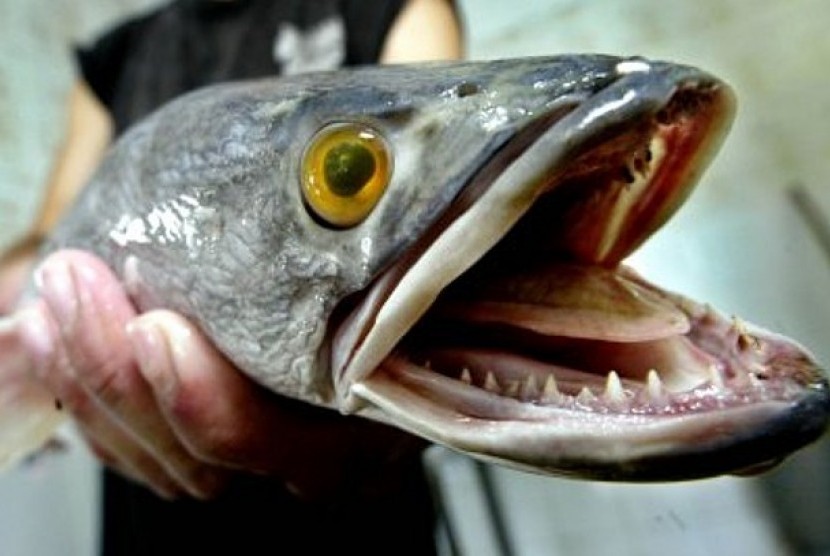 Ikan Snakeheads