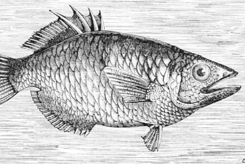 Ikan sumpit (ilustrasi)