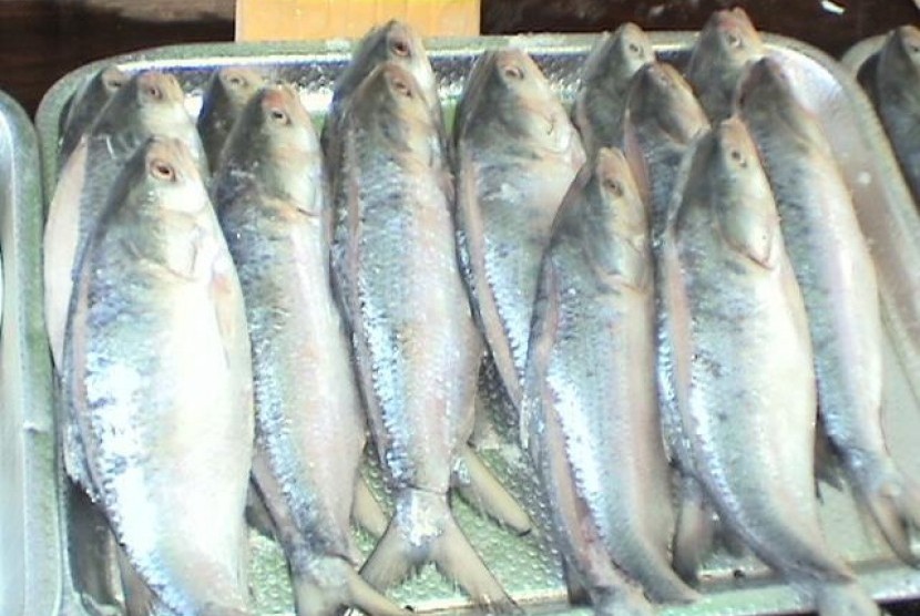 Ikan Terubuk