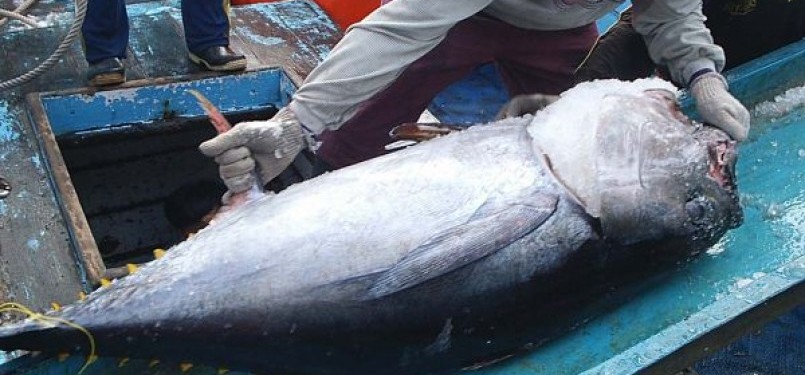 Ikan tuna, salah satu andalan ekspor hasil laut Indonesia.