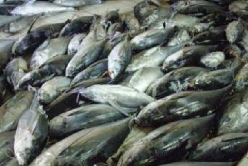Export of tuna fish. (Illustration)