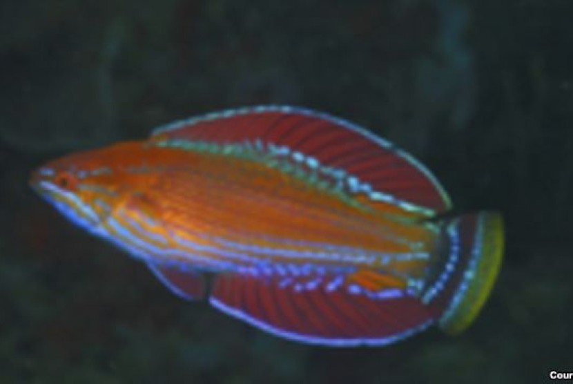 Ikan Wrasse, salah satu spesies baru ikan karang