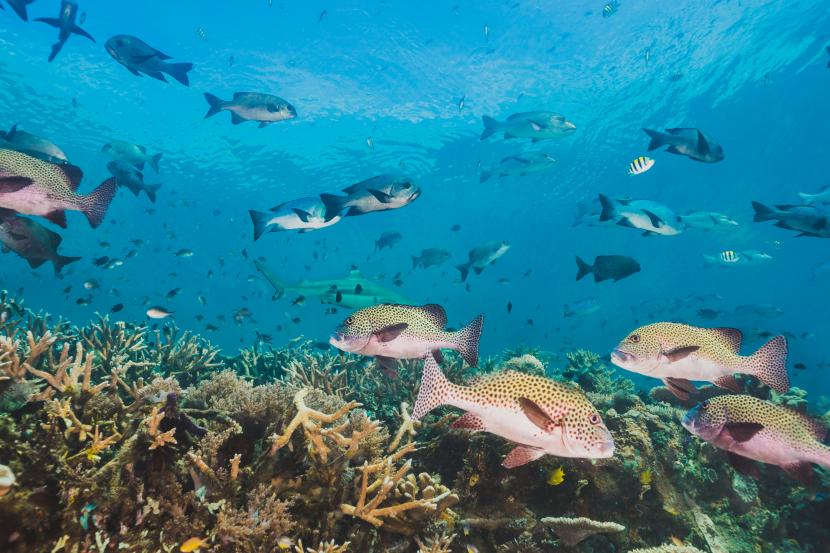 Perubahan iklim tidak hanya memengaruhi lingkungan laut, tetapi juga menyebabkan jumlah ikan air asin menyusut.