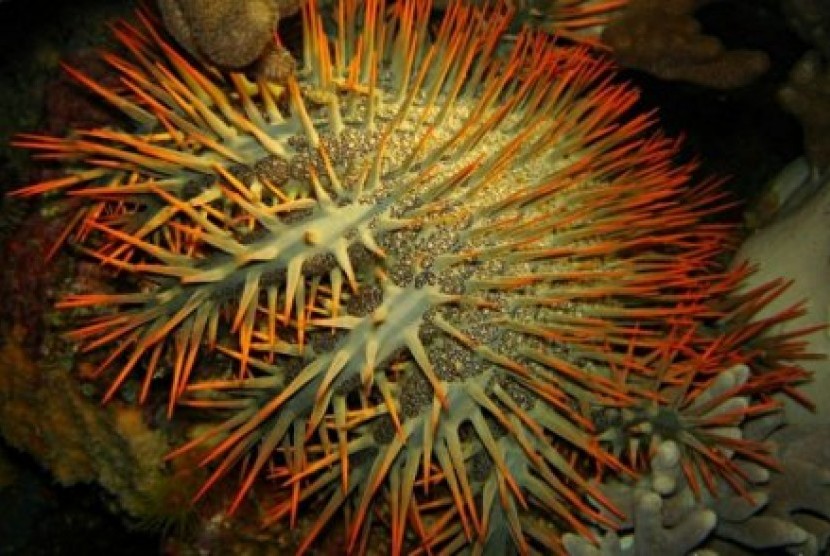 Ilmuwan memprediksikan pemutihan massal terumbu karang di dunia dan akan merusak sekitar 38 persen terumbu karang di dunia. 