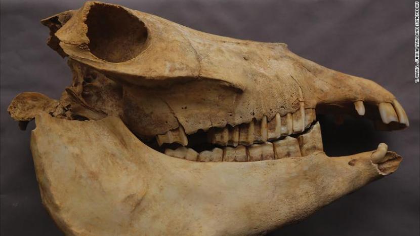 Tulang belulang keledai yang ditemukan di makam bangsawan China.
