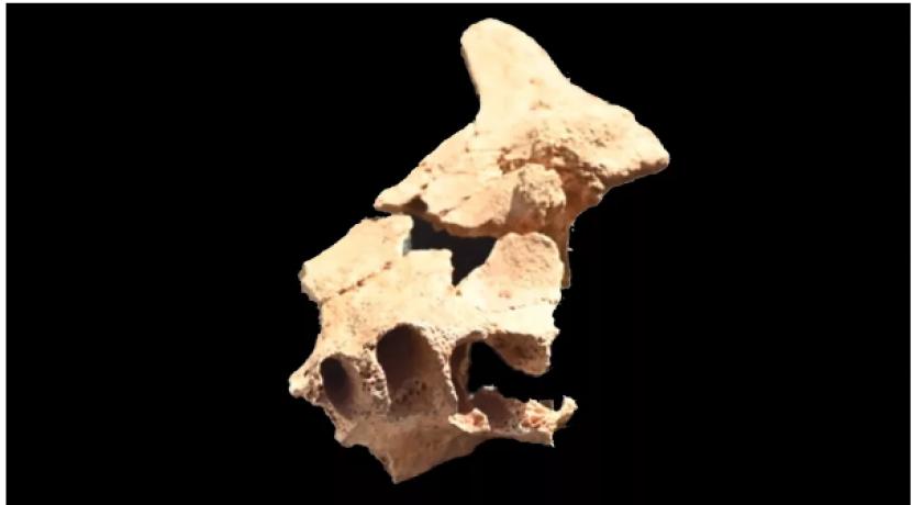 Ilmuwan menemukan tulang rahang atas kuno pada bulan Juni di Sima del Elefante. Tulang ini diduga berusia 1,4 juta tahun.