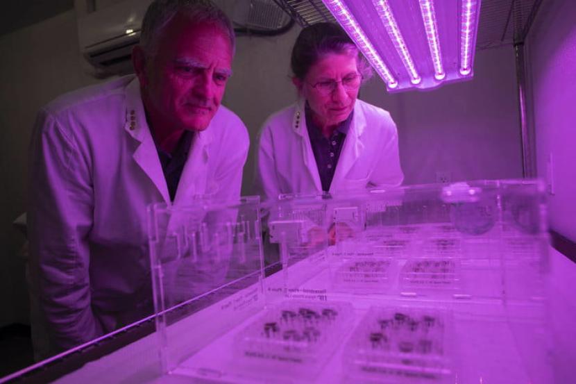 Ilmuwan Rob Ferl (kiri) dan Anna-Lisa Paul (kanan) mengamati tanaman yang dtanam dengan tanah dari Bulan.