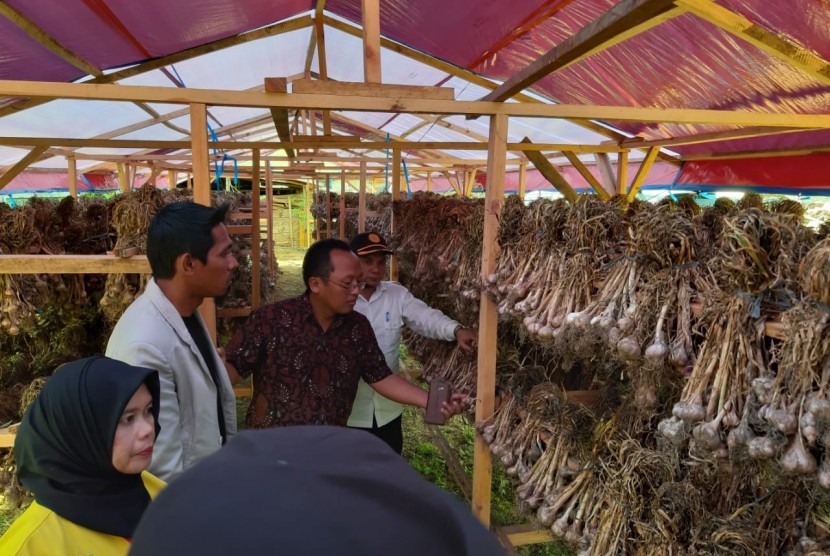 Ilsutrasi hasil panen bawang putih petani Aceh