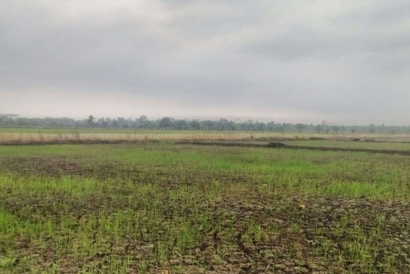 Ilsutrasi sawah di musim kemarau