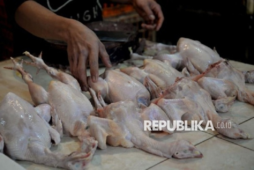 Ilustrasi ayam tiren. Belasan atlet binaraga di Kabupaten Malang memakan ayam tiren.