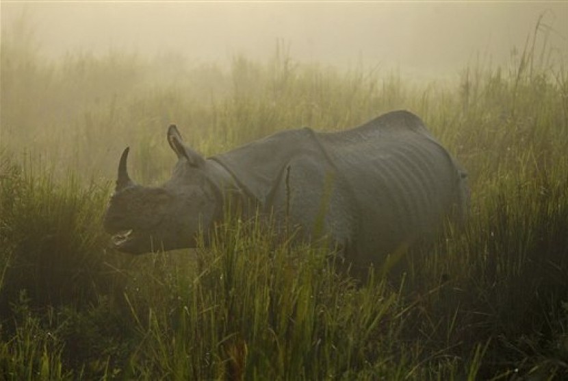 Ilustrasi - Badak bercula satu di Taman Nasional Kazirangadi negara bagian Assam, India.