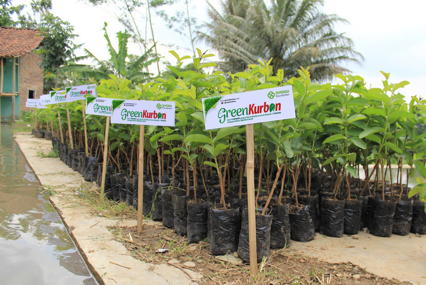 Polres Indramayu menggalakkan penanaman pohon. Foto bibit pohon (ilustrasi)