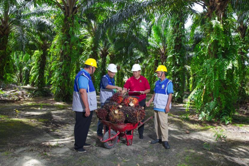 Ilustrasi foto PT Sawit Sumbermas Sarana Tbk (SSMS) telah menjalin kerjasama dengan PT Ecogreen Oleochemicals.