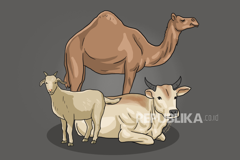 ilustrasi hewan qurban unta kambing dan sapi