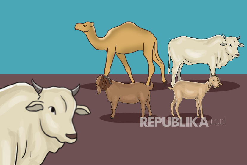 Hewan qurban (ilustrasi). Agar penyembelihan sah, umat perlu mengikuti tata cara penyembelihan hewan qurban yang sesuai syariat Islam.