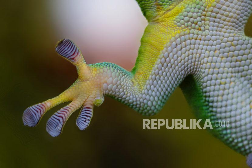 ILUSTRASI Hewan melata