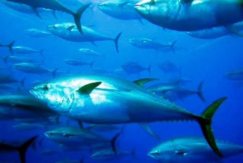 Ilustrasi ikan tuna