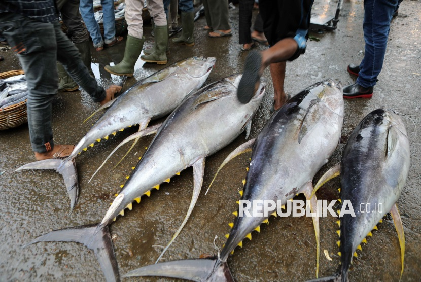 ilustrasi ikan tuna. Ikan tuna raksasa sebesar sepeda motor dijual seharga Rp 21,32 miliar.