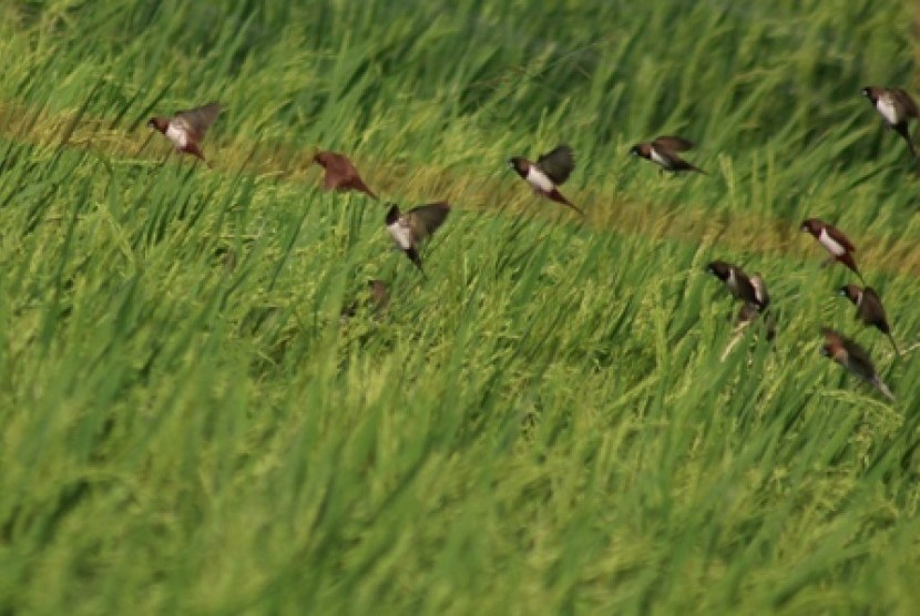 Ilustrasi ladang  