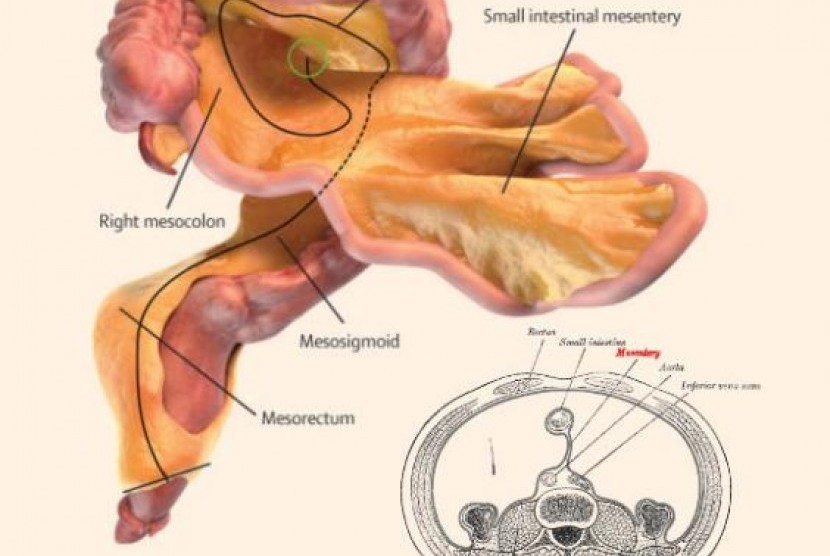 Ilustrasi mesenterium, organ baru di dalam perut manusia.
