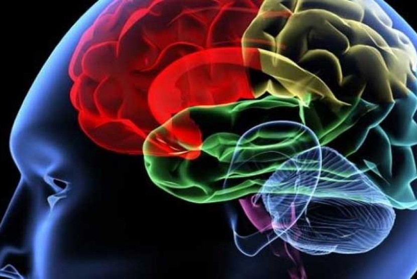 Ilustrasi otak manusia. Dokter akan merekomendasikan tes EEG pada pasien Covid-19 yang mengalami gejala neurologis. 