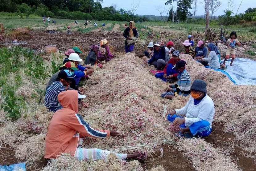 Ilustrasi panen bawang merah