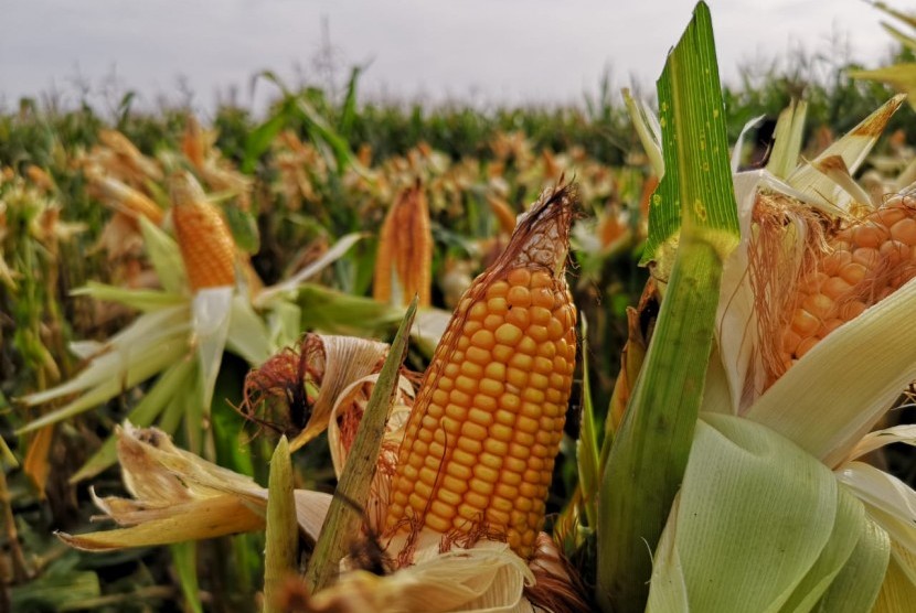 Petani jagung meminta pemerintah membenahi manajemen stok. Ilustrasi panen jagung