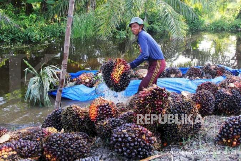 Ilustrasi panen kelapa sawit.