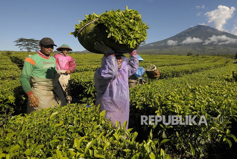 Pekerja mengangkut pucuk daun teh seusai dipetik di lahan PT Perkebunan Nusantara (PTPN).