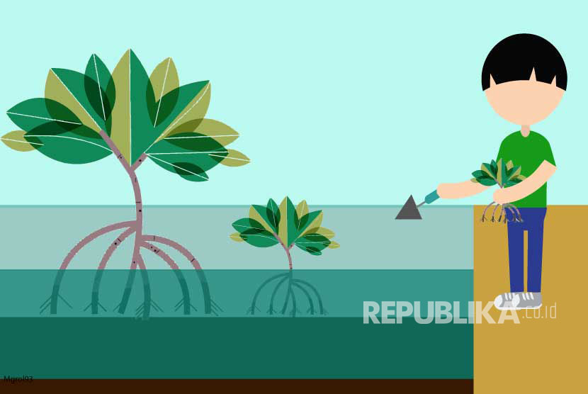Lima Jenis Mangrove Ini Bisa Diolah Menjadi Makanan | Republika Online