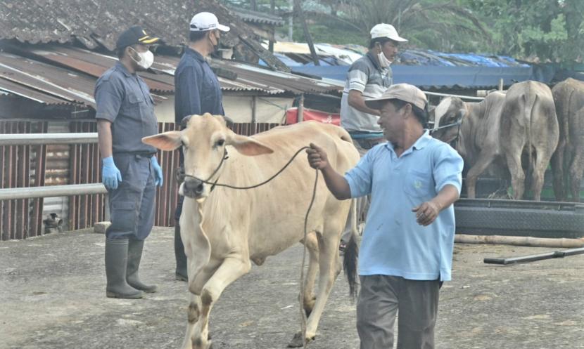 Ilustrasi pengawasan oleh petugas kesehatan hewan terhadap aktivtas perdagangan hewan ternak sapi di Pasar Hewan Ambarawa, Kabupaten Semarang, Jawa Tengah.