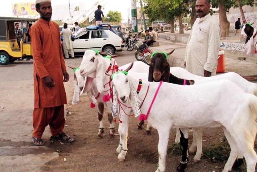 Anjuran Menyembelih Kurban dengan Pisau Tajam. Foto:   Ilustrasi - Penjualan hewan kurban di Pakistan.