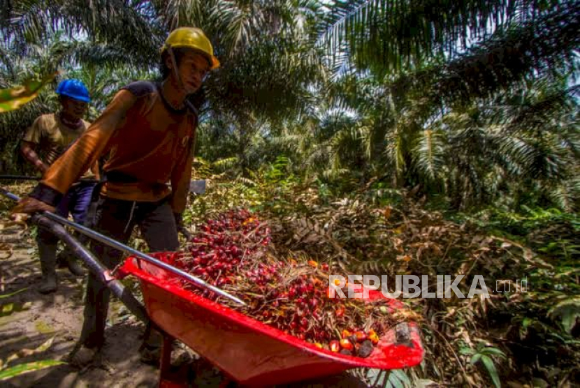 Petani Sawit Bersertifikat RSPO Sulit Menjual Kredit: SPKS Minta Perubahan Sistem Pasar