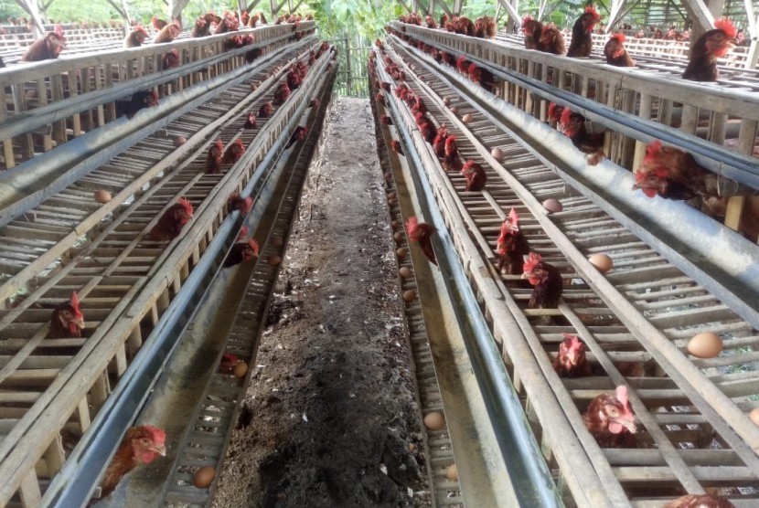 Pekerja menata telur ayam di salah satu agen sembako di kawasan Manggarai, Jakarta, Ahad (22/7).