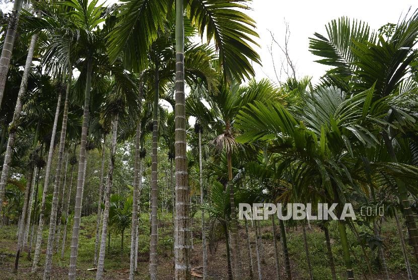 Ilustrasi pohon. PWNU Aceh turut berpartisipasi cegah perubahan iklim sebagai rangkaian 1 Abad NU  
